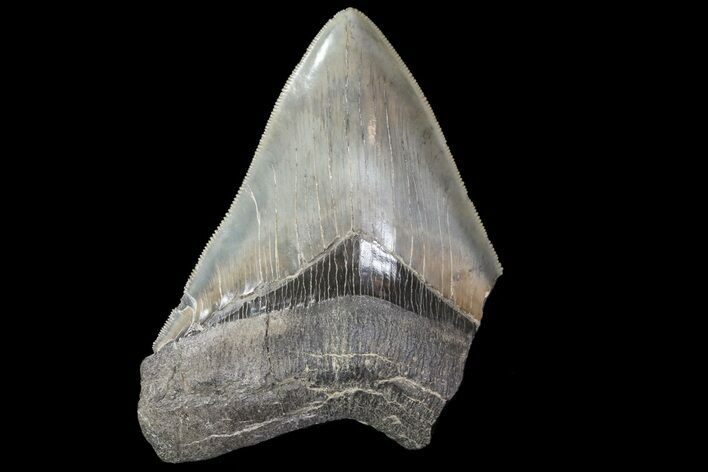 Partial, Megalodon Tooth - Serrated Blade #72480